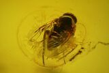 Fossil Fly (Diptera) In Baltic Amber #159789-1